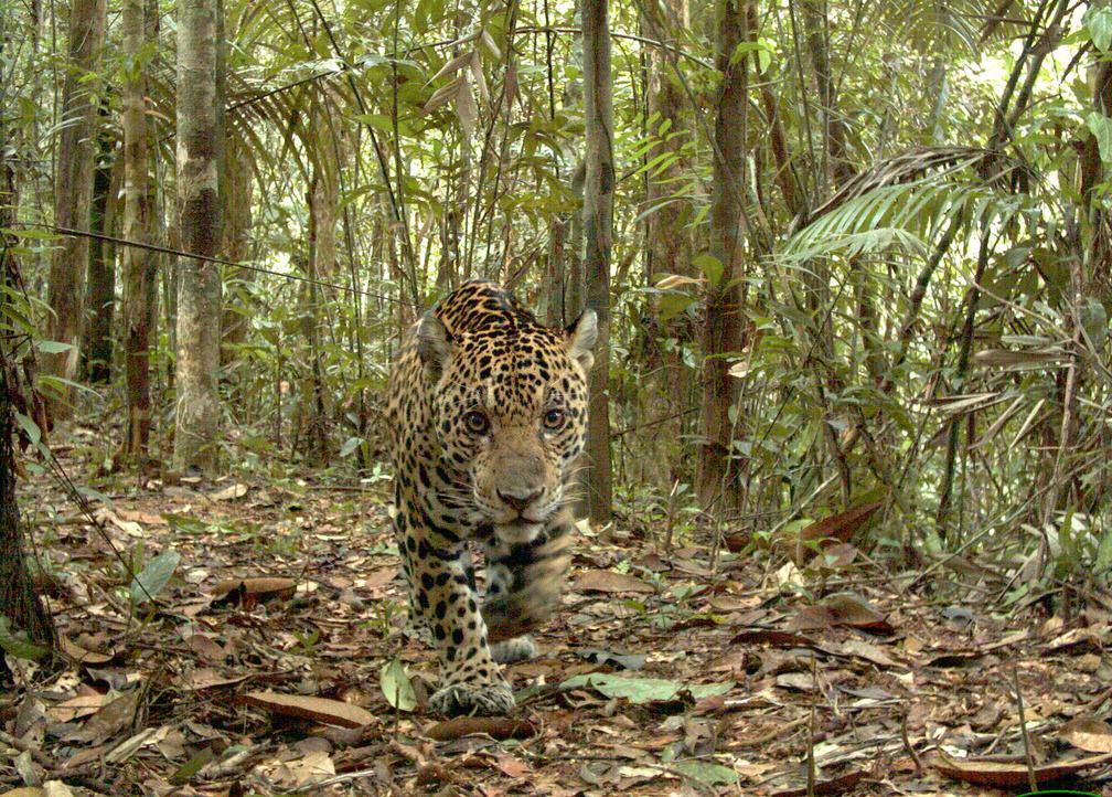 Μοναδικά πορτρέτα άγριων ζώων συγκεντρώνονται σε ένα δικτυακό τόπο