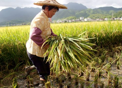 Το 10% του κινεζικού ρυζιού «είναι μολυσμένο με βαρέα μέταλλα»