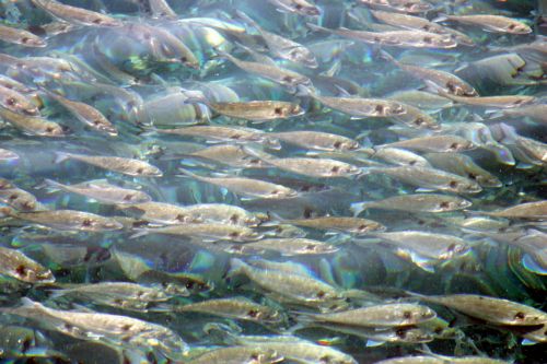 Θέμα ημερών η απόφαση της Επιτροπής Ανταγωνισμού για τις ιχθυοκαλλιέργειες