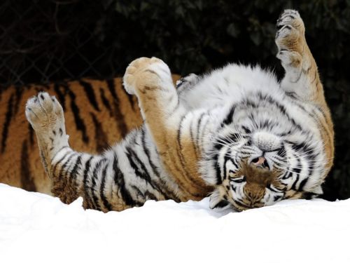 Χλωμό παραμένει το μέλλον για τη σπάνια τίγρη της Σιβηρίας