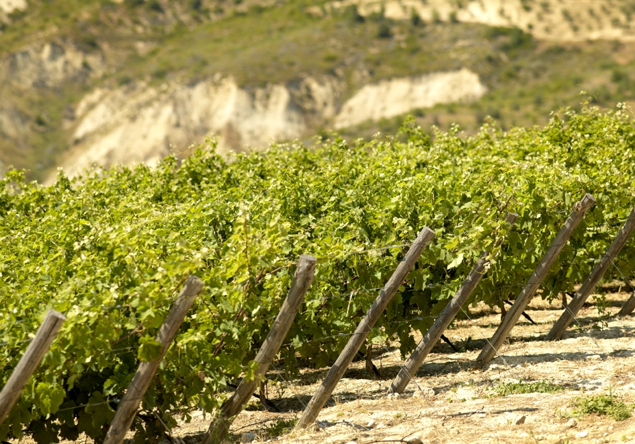 Οινοποιείο Σεμέλη, αμπέλια