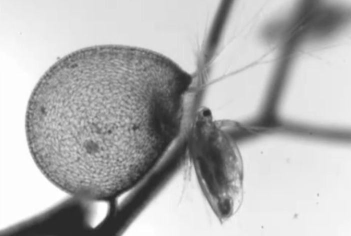 Σαρκοφάγο φυτό στήνει την ταχύτερη παγίδα του κόσμου