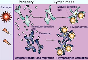 Απευθείας χορήγηση φαρμάκων στον εγκέφαλο
