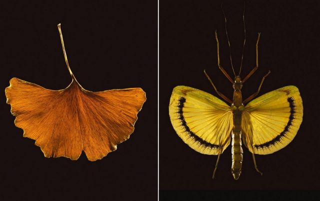 Έντομα και φυτά σε μία έκθεση φωτογραφίας στη Θεσσαλονίκη