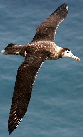 Νέο είδος άλμπατρος αναγνωρίστηκε σε απομονωμένη αποικία