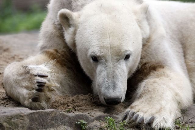 Πέθανε ο διάσημος πολικός αρκούδος Κνουτ