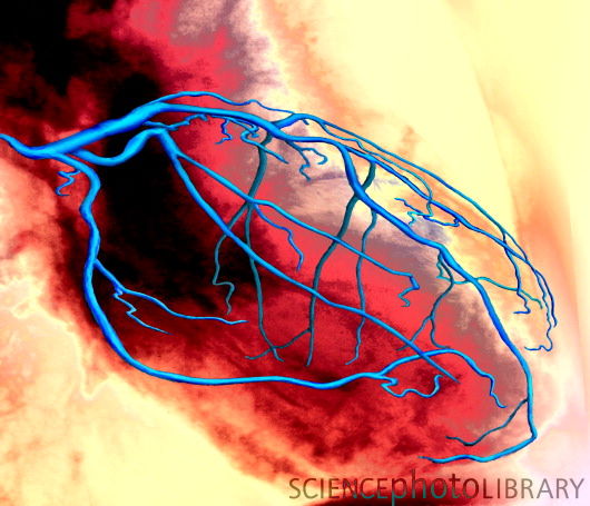 Πως λειτουργεί η καρδιά