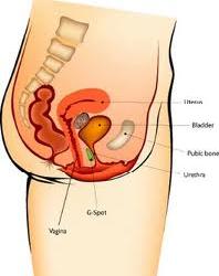 Το σημείο G στη γυναίκα