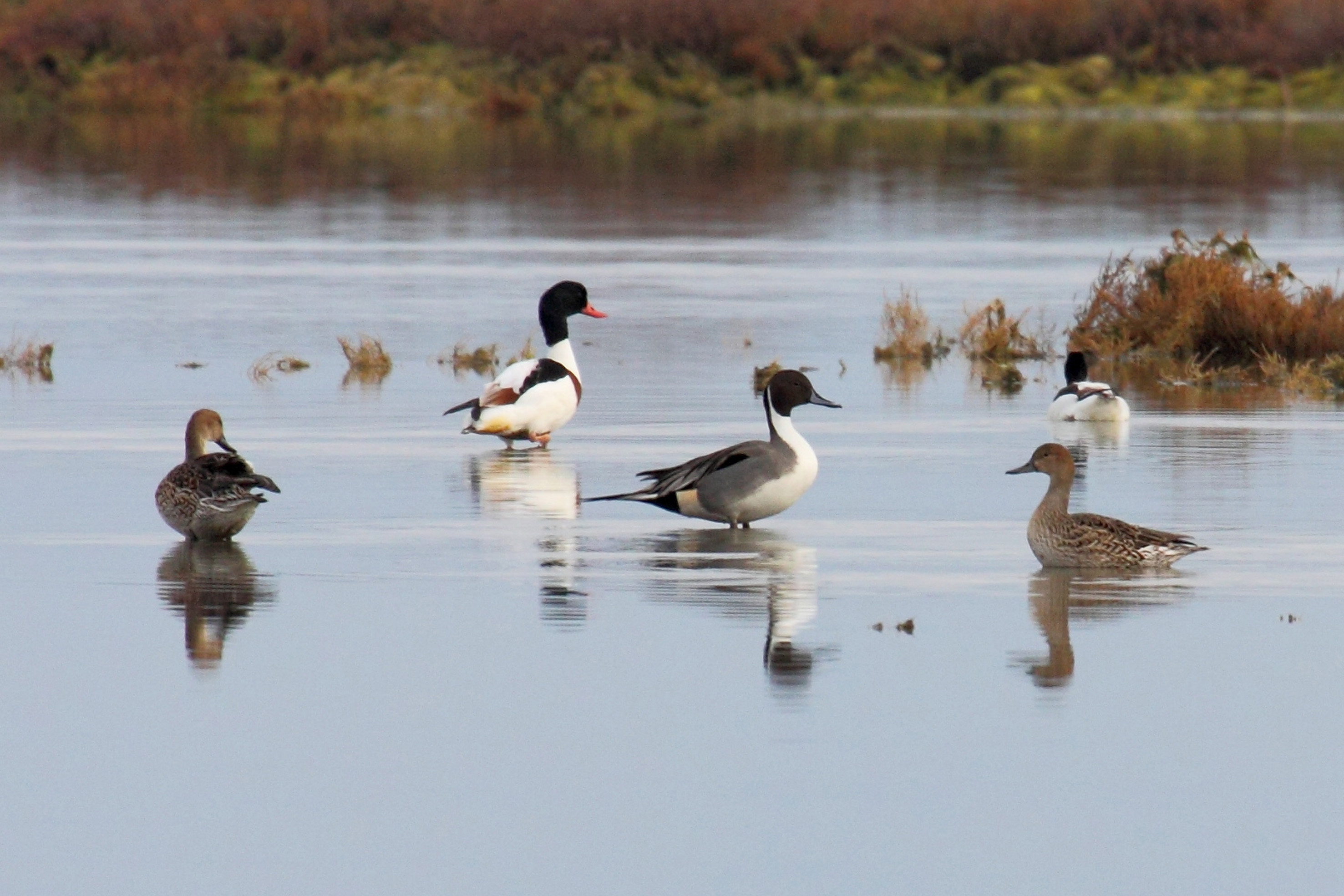 Ανησυχία για τον ιό του Δυτικού Νείλου