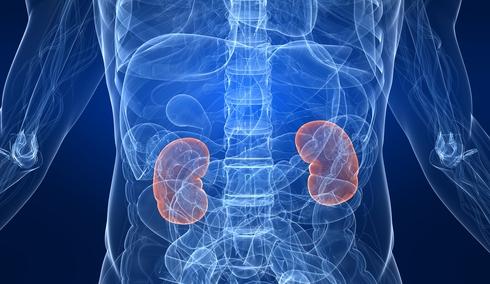 Oι νεφροί σας