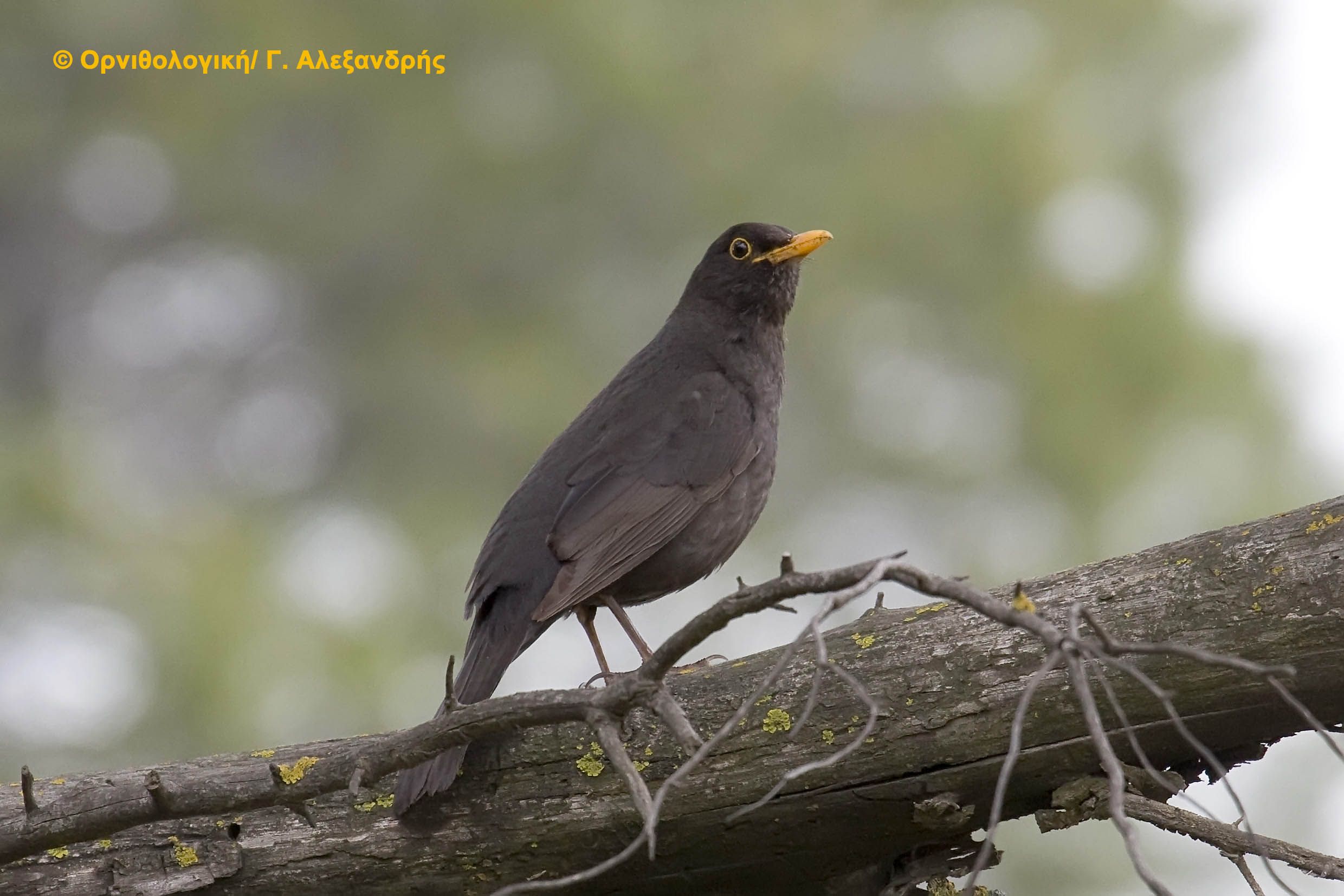 Έχεις κοτσύφι γείτονα; Κατέγραψε το!