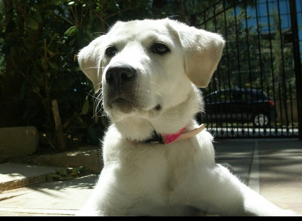 Υποχρεωτική πλέον η ηλεκτρονική καταγραφή για τα κατοικίδια ζώα