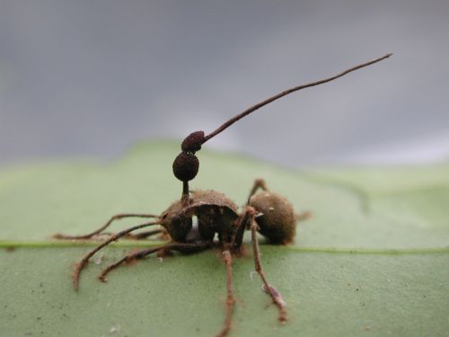 Παρασιτική μούχλα μετατρέπει τα μυρμήγκια σε ζόμπι