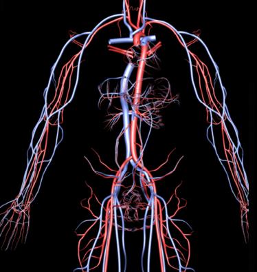 Oι αρτηρίες σας