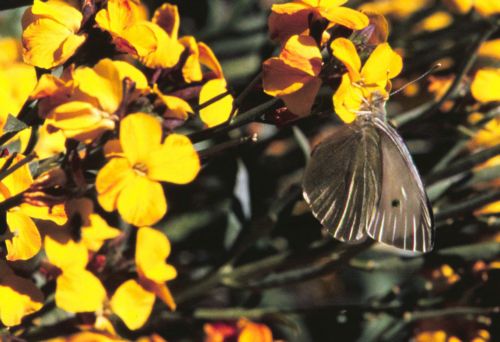 Με ανοιξιάτικο καιρό εγκαταλείπουν τα αστικά κέντρα οι εκδρομείς του τριημέρου
