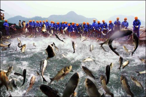 Η Κομισιόν επιχειρεί να σταματήσει την απόρριψη των ψαριών που περισσεύουν