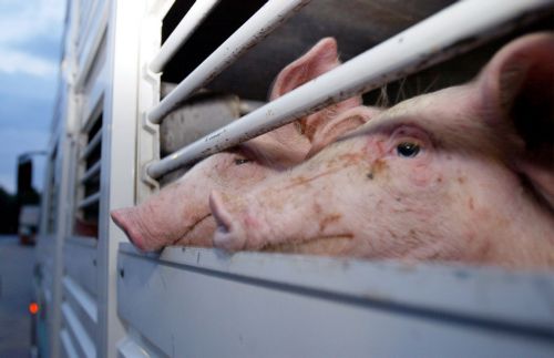 «Φρένο» στις αδικαιολόγητες αυξήσεις ζωοτροφών επιχειρούν να βάλουν τα αρμόδια υπουργεία