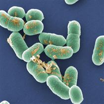 Λιστερίωση