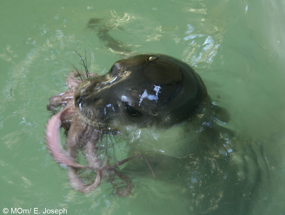 Ο «Νηρέας» έτοιμος για μεγάλες βουτιές!