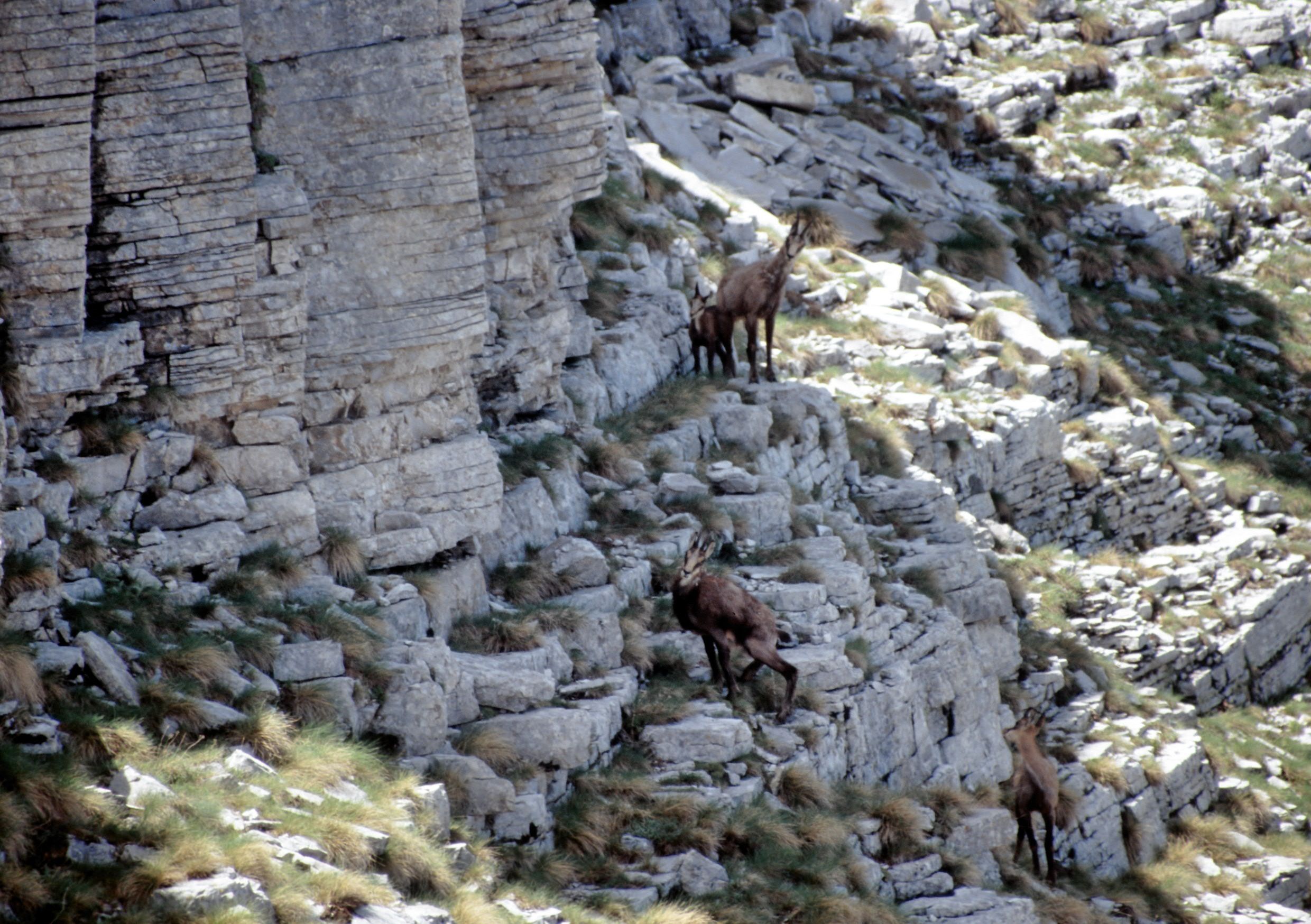 Αγριόγιδο: Ο ελεύθερος αναρριχητής!