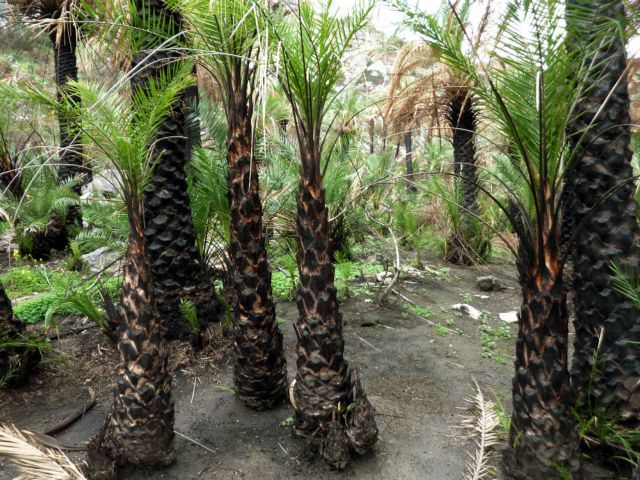 Αναγεννιέται το φοινικόδασος του Πρέβελη
