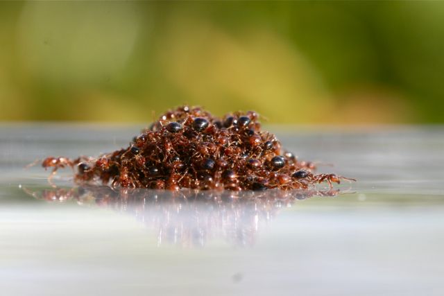 Μυρμήγκια φτιάχνουν ζωντανές σχεδίες για να γλιτώσουν τον πνιγμό