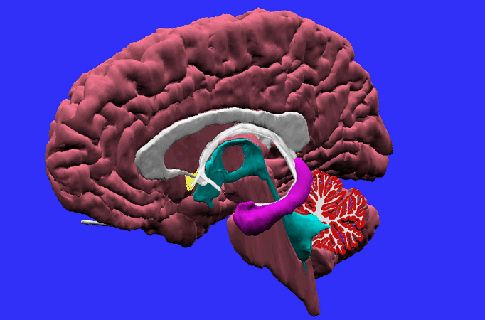 Πώς τα αντικαταθλιπτικά φάρμακα παράγουν νέους νευρώνες