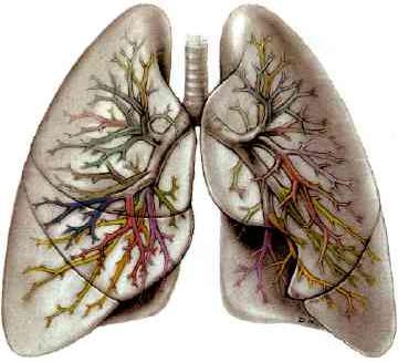 Αποσαφηνίστηκε ο ρόλος μορίου στην λειτουργία των πνευμόνων
