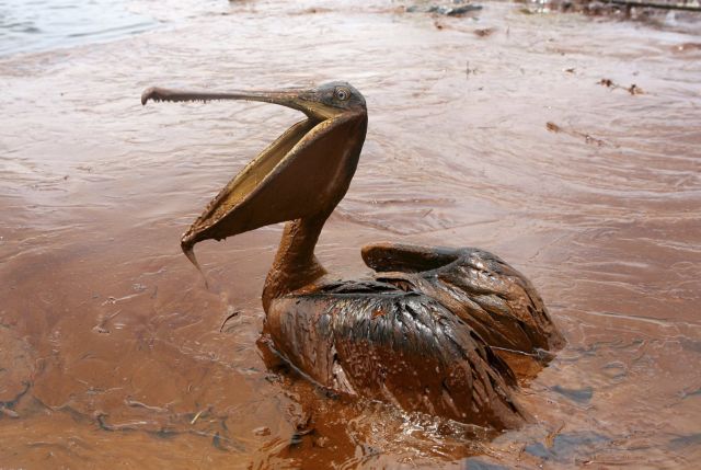 Εμφανή ακόμα τα σημάδια από την πετρελαιοκηλίδα στον Κόλπο του Μεξικού