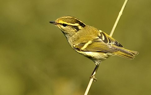 Πτηνό από τη Σιβηρία εντοπίζεται για πρώτη φορά στην Ελλάδα