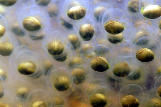 Μικροσκοπικά φύκια βρέθηκαν να συμβιώνουν με έμβρυα σαλαμάνδρας