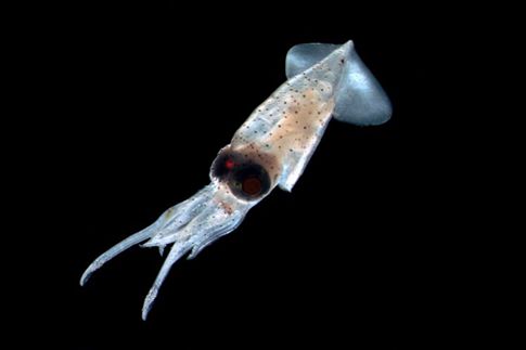 Ακόμα και τα καλαμάρια ενοχλούνται από την ηχορύπανση