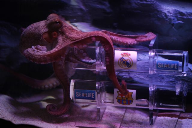 Ισπανικά χταπόδια μιμούνται τον… Πολ και προβλέπουν τον νικητή του «el clasico»