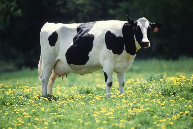 Γενετικά τροποποιημένες αγελάδες παράγουν «ανθρώπινο» γάλα