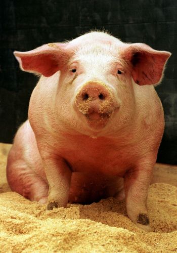 Τα γουρούνια «εξελίχτηκαν να αγαπούν τη λάσπη»