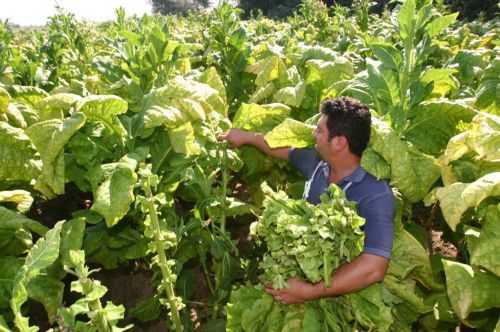 Ανάκτηση αγροτικών κονδυλίων 260 εκατ. ευρώ ζητά από την Ελλάδα η Κομισιόν