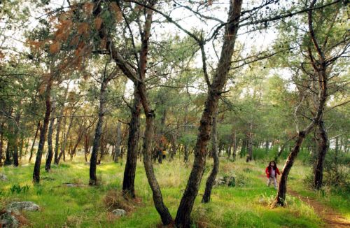 Στις 5 Απριλίου η παρουσίαση των πρώτων δασικών χαρτών