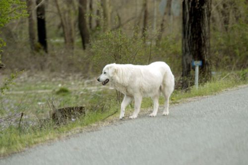 Αποτροπιασμός για τη δολοφονία σκύλων στα Χανιά