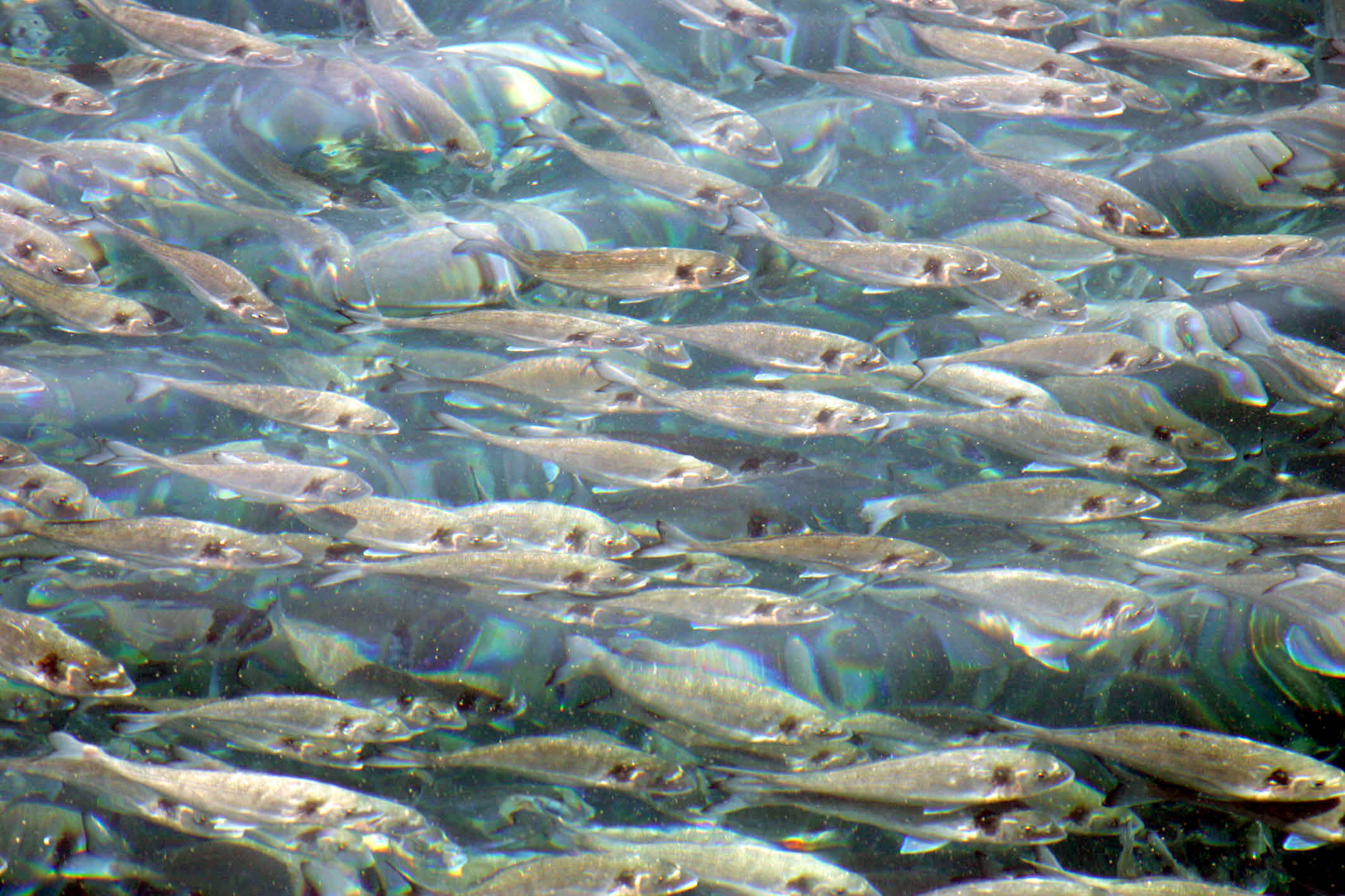 Σε δημόσια διαβούλευση το ειδικό πλαίσιο χωροταξικού σχεδιασμού και αειφόρου ανάπτυξης για τις υδατοκαλλιέργειες