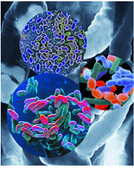 Εκτός από την ομάδα αίματος ο άνθρωπος διακρίνεται και από τον «εντερό-τυπο»