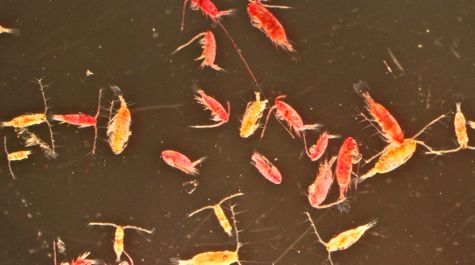 Οι προπέλες των πλοίων «σκοτώνουν το ζωοπλαγκτόν»