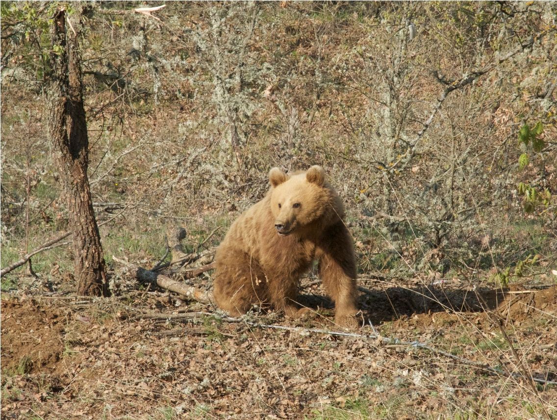 ΑΡΚΤΟΥΡΟΣ : Από σήμερα παρακολουθούμε τη Τζένη…