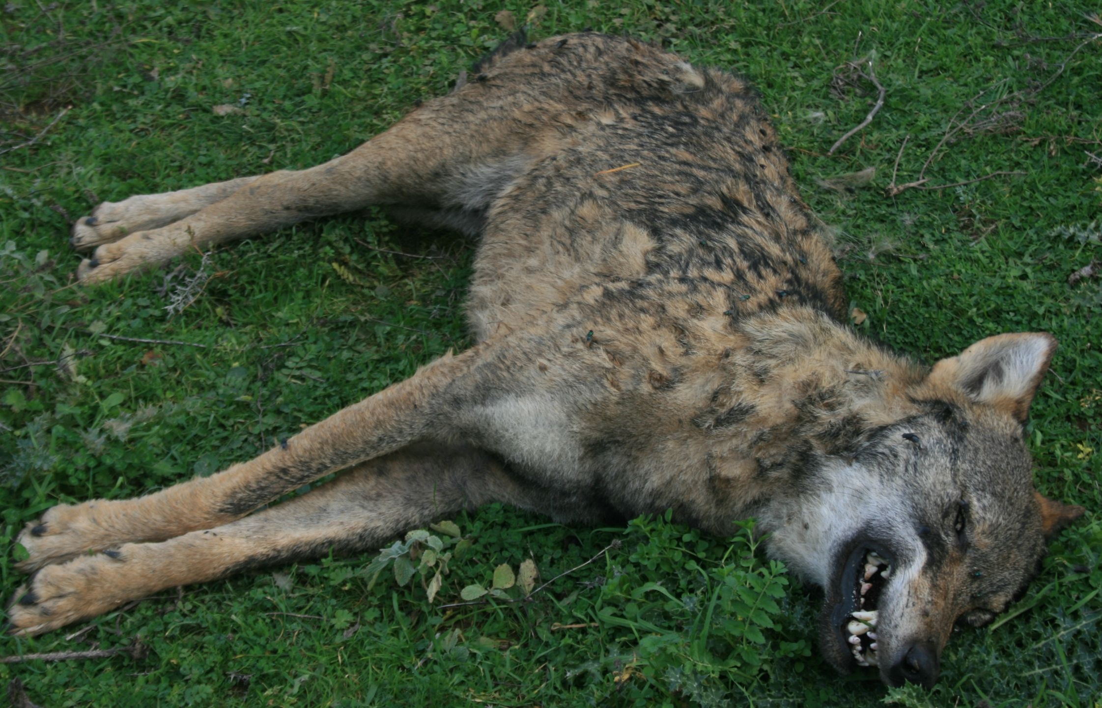 ΑΡΚΤΟΥΡΟΣ : Σκοτωμένος Λύκος στην Εορδαία Κοζάνης