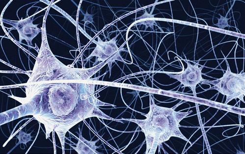 Κύτταρα δέρματος μετατράπηκαν απευθείας σε εγκεφαλικούς νευρώνες