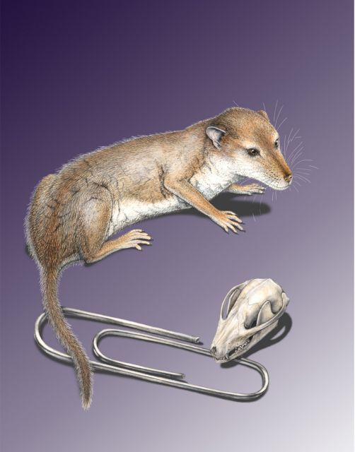 Τα θηλαστικά μυρίστηκαν από νωρίς το λαμπρό τους μέλλον