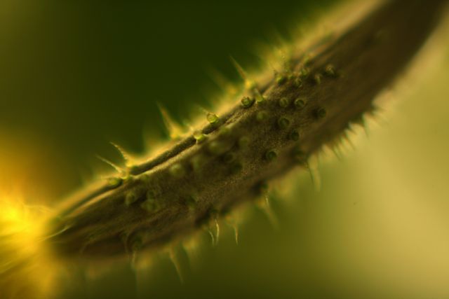 Ανήσυχο το Ευρωπαϊκό Κέντρο Πρόληψης Ασθενειών για τα μολυσμένα αγγούρια