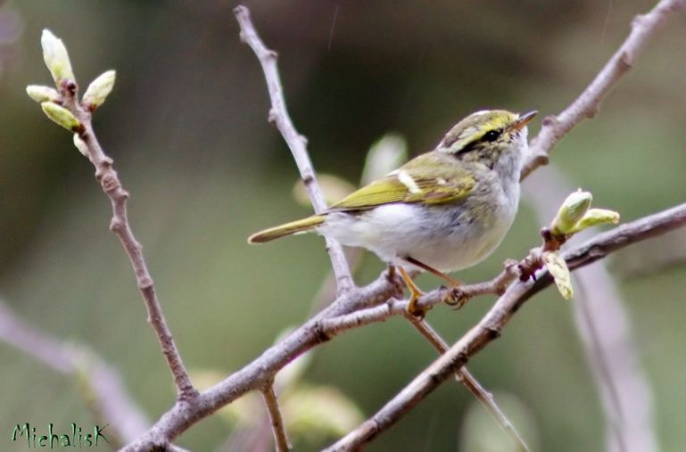 Ένα νέο είδος πουλιού για την Ελλάδα ανακαλύφθηκε στην Καισαριανή