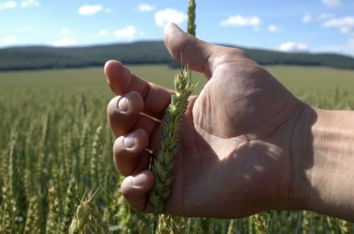 Η Ρωσία αίρει από 1η Ιουλίου την απαγόρευση στην εξαγωγή σιτηρών