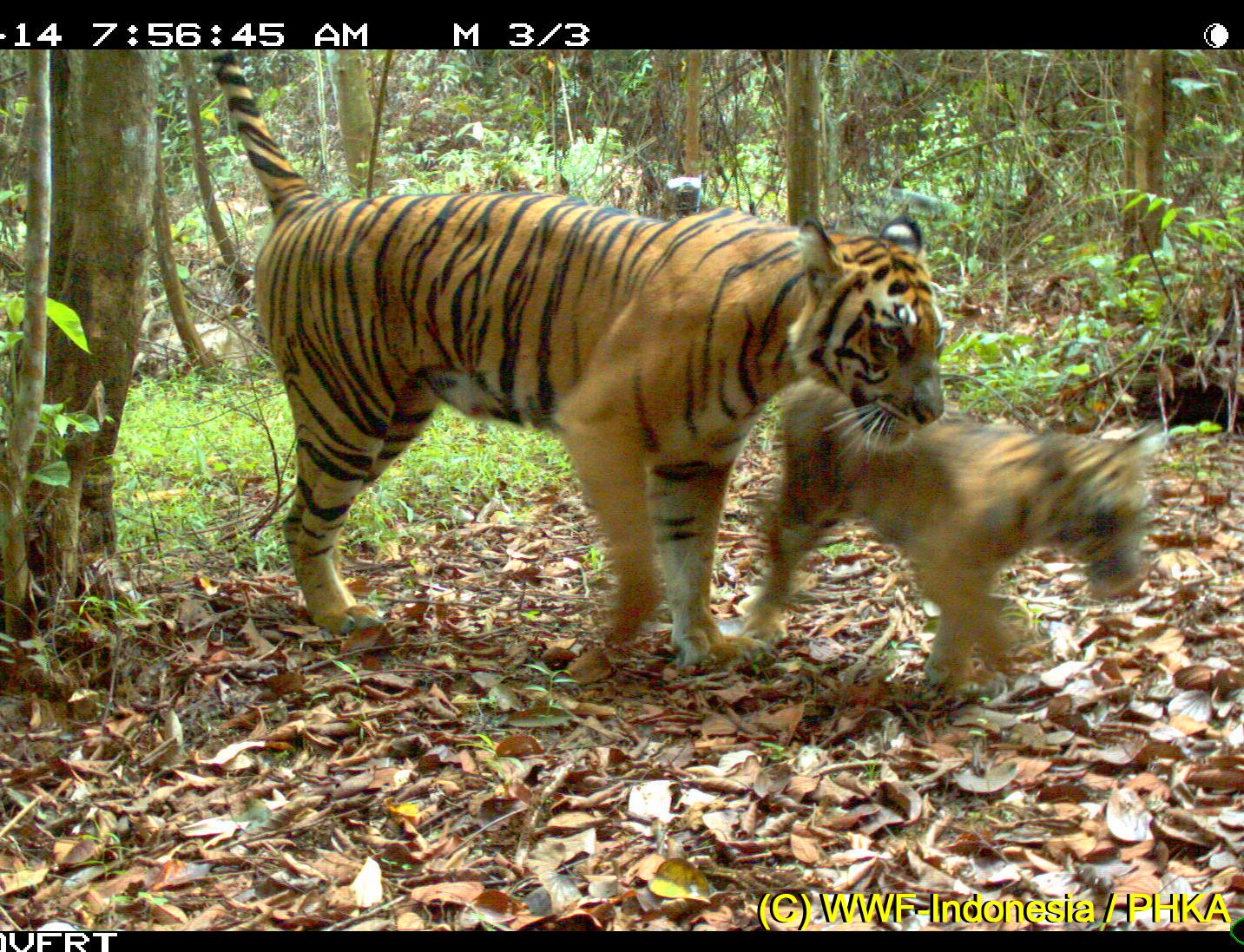 Σπάνιο βίντεο με τιγράκια της Σουμάτρας, μέσο πίεσης κατά των υλοτόμων