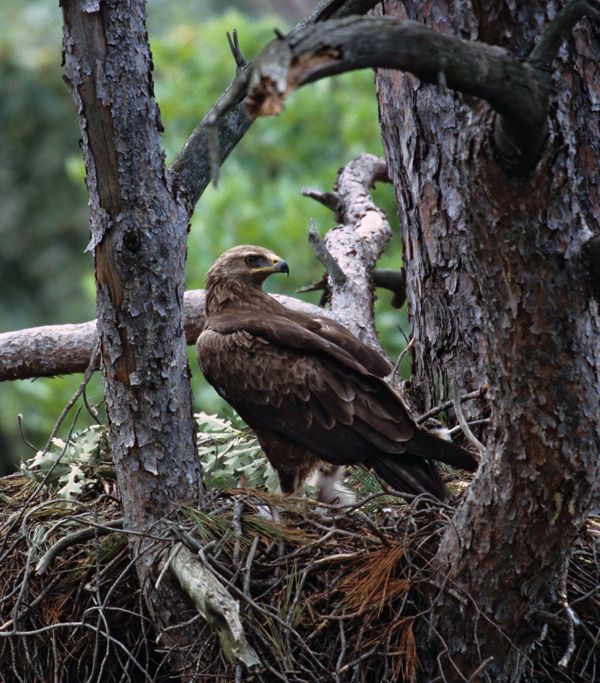 Κραυγαετός : Ένα παγκόσμια απειλούμενο είδος